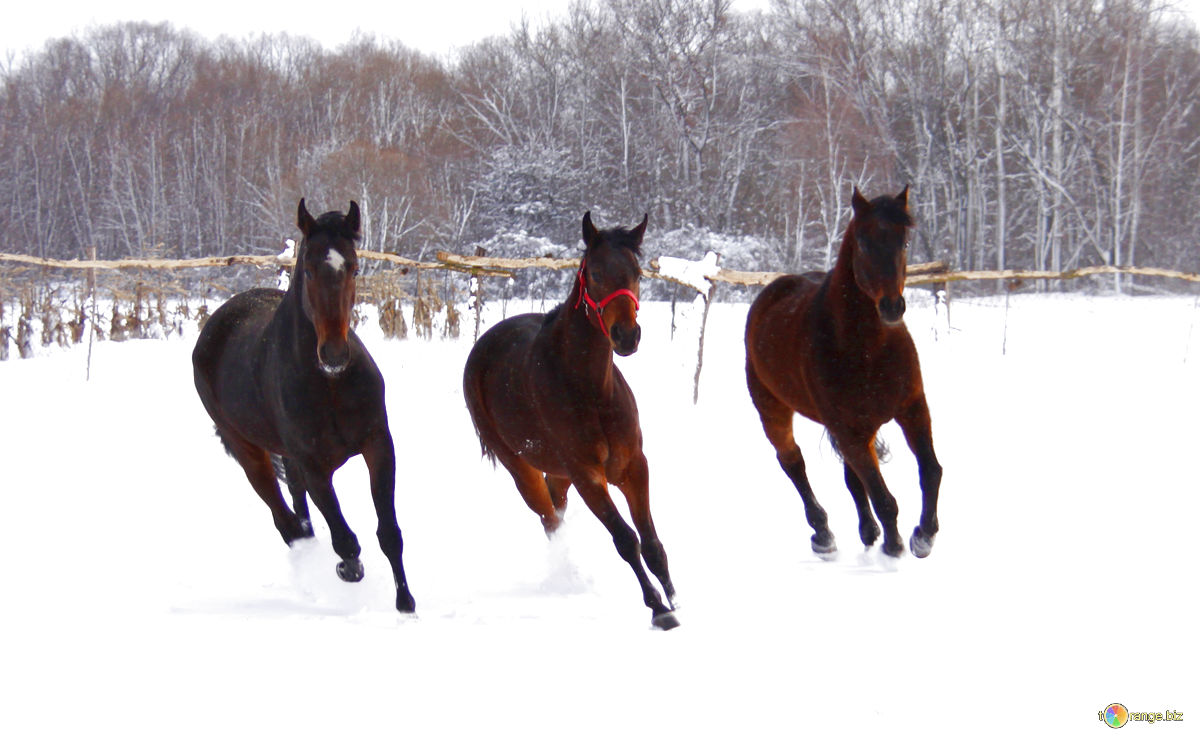 horse grooming Track