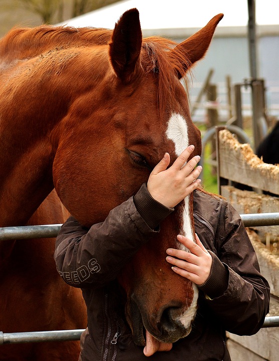 Connectedness Love For Animals Horse Love Friendship