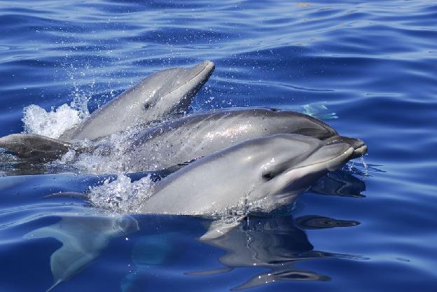 Whale and Dolphin Watching Tour