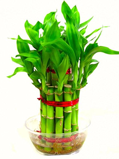 bamboo plants for your room