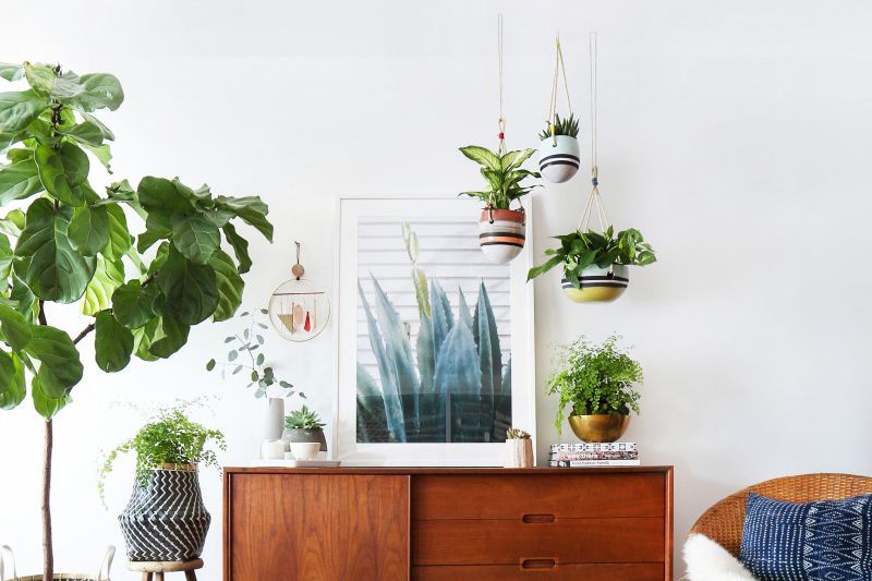 Add some greenery to the Living Room
