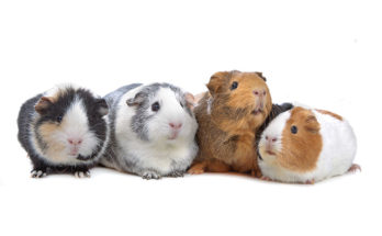 guinea pigs talking to each other