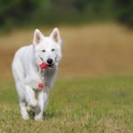 Dog with Toy
