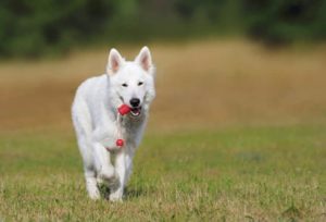 Dog with Toy