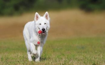 Dog with Toy