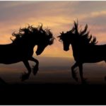 Horse breeds