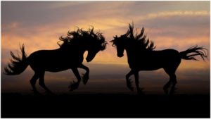 Horse breeds