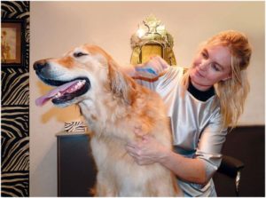 Pet Salon