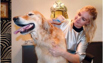 Pet Salon