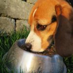 pet food