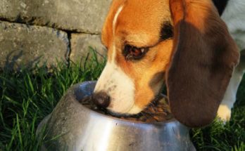pet food