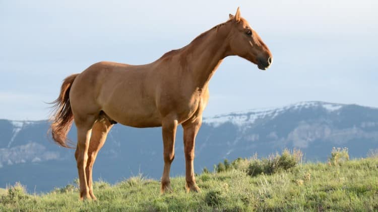 Horse Life- Colourless or Colourful