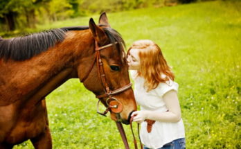 Pet Horse