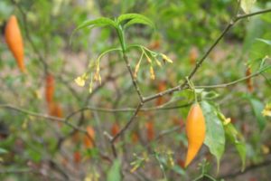 Ibogaine Treatment