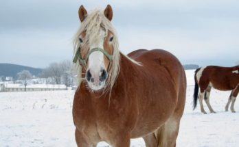 horse grooming