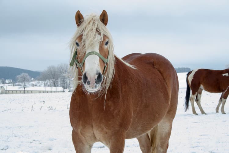 Easy Winter Horse Grooming Tracks That Should Be Followed