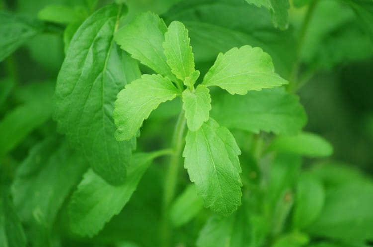 All You Ever Wanted To Know About Stevia