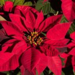 CHRISTMAS POINSETTIA