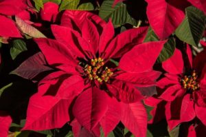 CHRISTMAS POINSETTIA