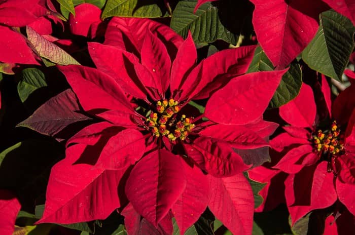 CHRISTMAS POINSETTIA – The Story of a Beautiful Plant