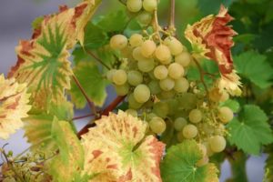 Grapes