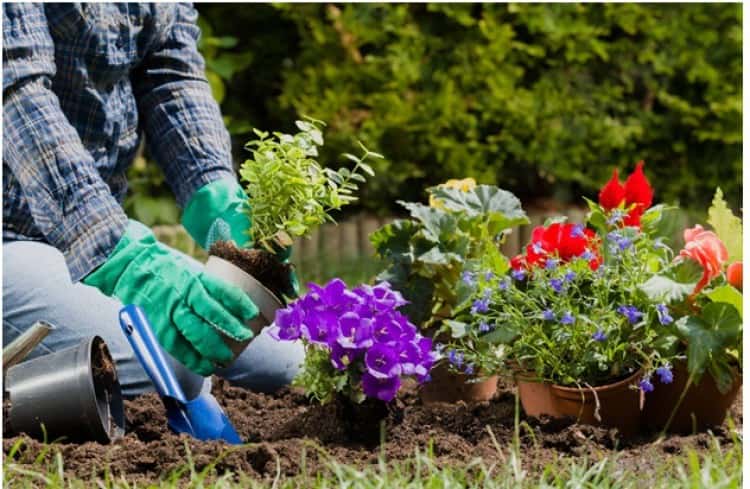 How to Create Your Perfect Home Garden