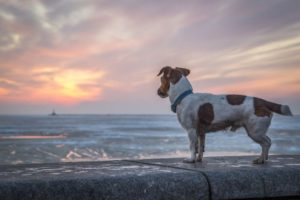 how to find a lost dog