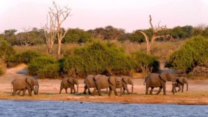 Botswana Travel
