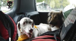 Prepare Your Dog for Travelling