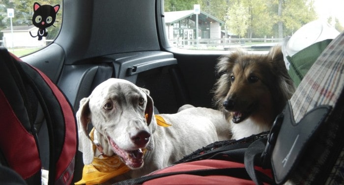 Dog Behavior Modification-Prepare Your Dog for Travelling