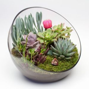 Set Up A Terrarium