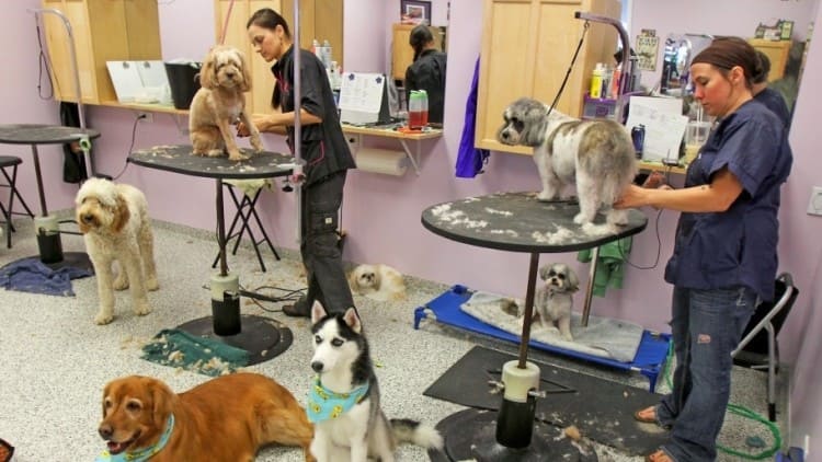 Dog Grooming