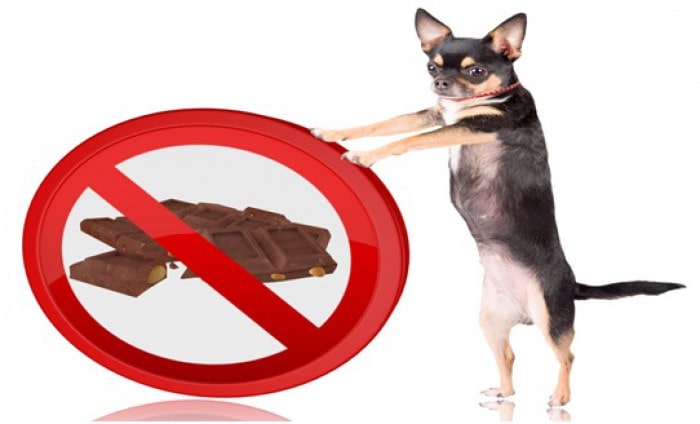 Human Foods that are Injurious to Your Dog’s Health