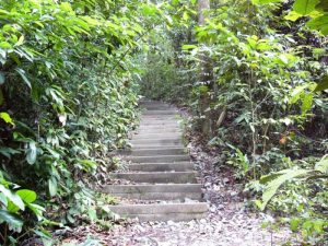 Bukit Timah Nature Reserve