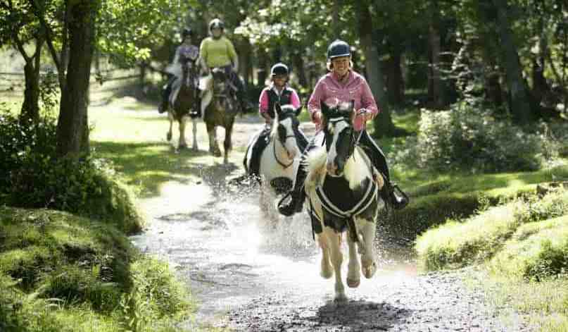 New Forest: What’s There to See