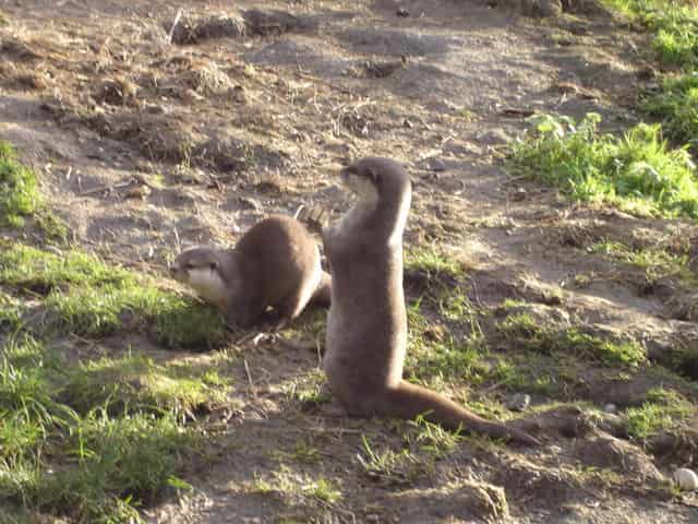 Owls and otters