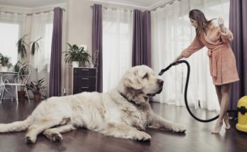 perfect for dog owners