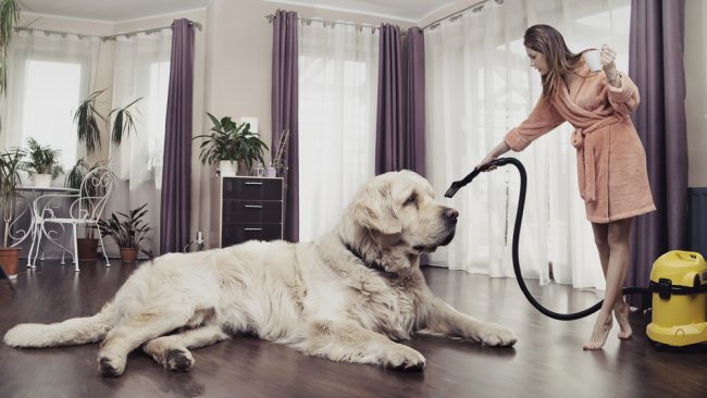Got Pets? How to Keep Your Home Smelling Pet Free