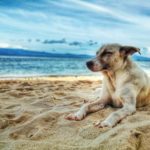 Dog-Friendly Vacation Destinations
