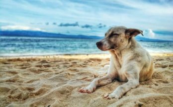 Dog-Friendly Vacation Destinations