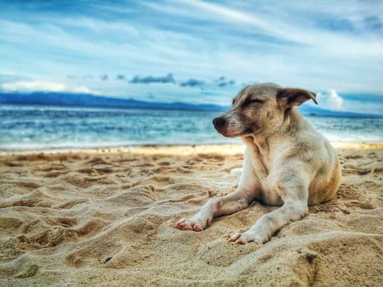 America’s 10 Top Dog-Friendly Vacation Destinations