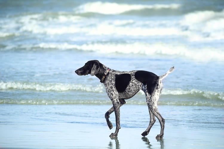 Dog Beach