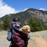 traveling with Pet