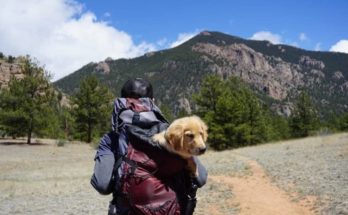 traveling with Pet