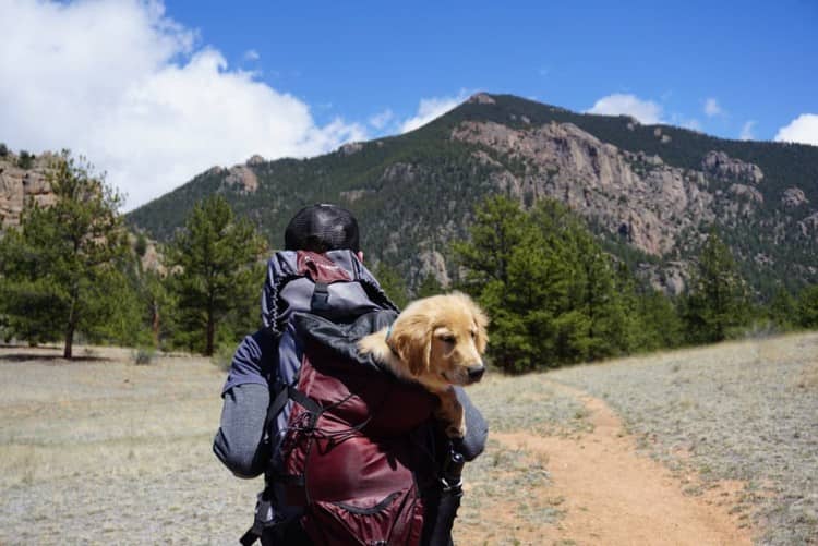 How a Pet Can Help You with Travel-Related Anxiety