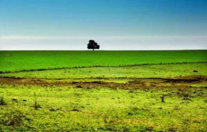Greener Pastures