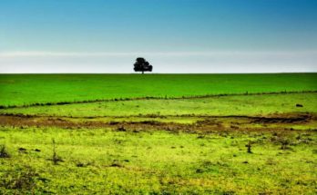 Greener Pastures