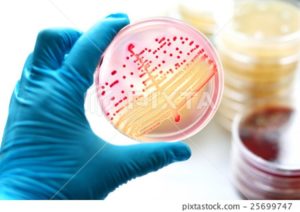 MacConkey Agar
