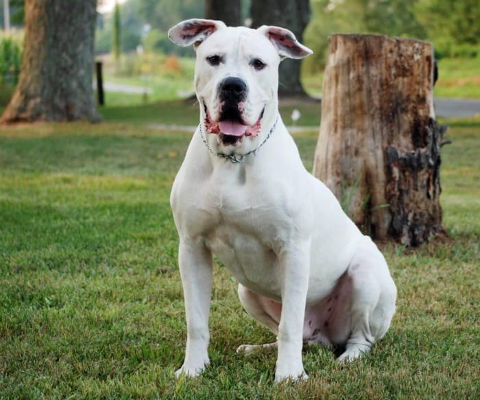 American Bulldog Physical Outlook