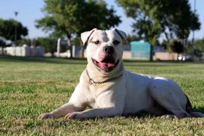 American Bulldog Temperament